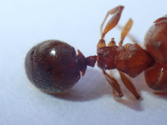 Pheidole sculpturata
