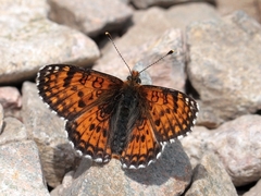 Melitaea minerva