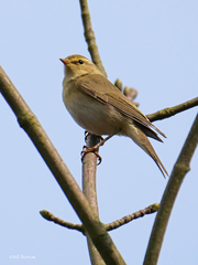 Phylloscopus trochilus trochilus