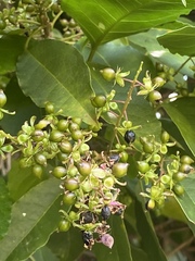 Trichostigma octandrum