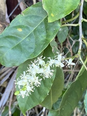 Trichostigma octandrum