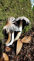 Coprinopsis alopecia