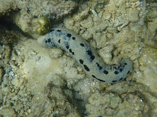 Lollyfish Sea Cucumber (Holothuria atra)