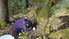 Coprinopsis alopecia