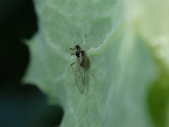 Hyperomyzus lampsanae