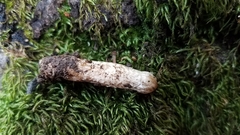 Coprinopsis alopecia