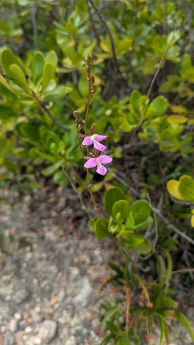 Tetramicra canaliculata