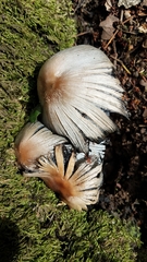 Coprinopsis alopecia