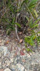 Tetramicra canaliculata, photograph author not stated, no rights reserved