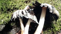 Coprinopsis alopecia