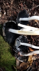 Coprinopsis alopecia