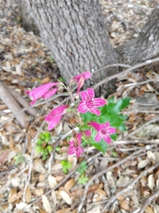 Penstemon triflorus