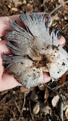 Coprinopsis alopecia
