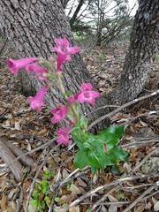 Penstemon triflorus