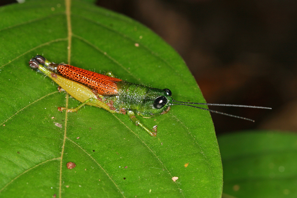 Lucretilis splendens