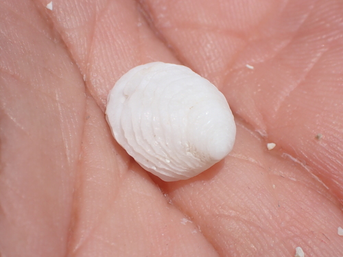 Hipponix antiquatus observed 2026-05-21