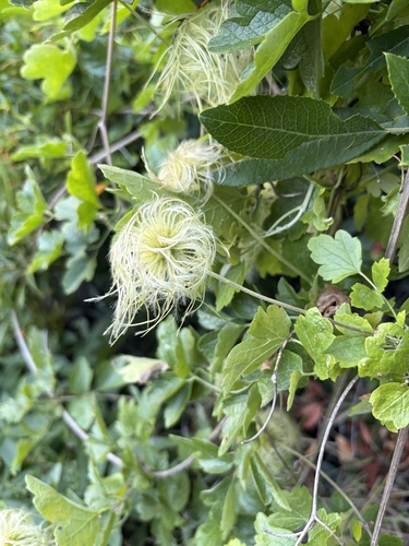 Clematis lasiantha, photograph 4