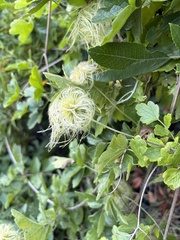 Clematis lasiantha, photograph (c) Seth Marshall, some rights reserved (CC BY)
