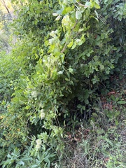 Clematis lasiantha, photograph (c) Seth Marshall, some rights reserved (CC BY)
