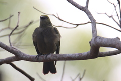 Thraupis palmarum