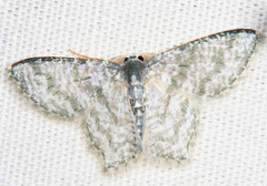 Chloropteryx opalaria