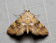 Elophila nebulosalis
