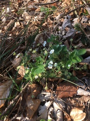 Potentilla carniolica