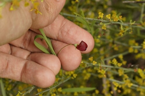 Lathyrus setifolius, photograph 3