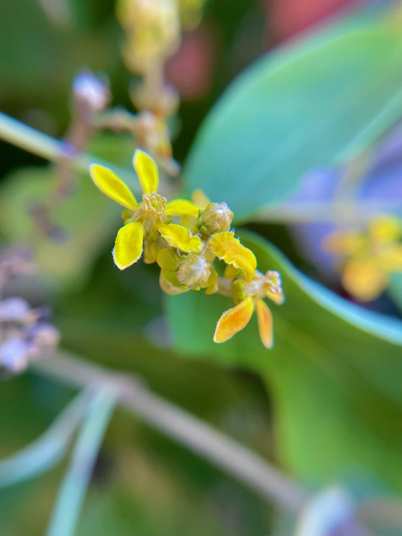Dicella nucifera