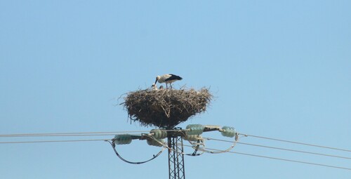 White Stork