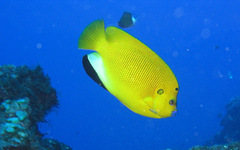 Apolemichthys trimaculatus
