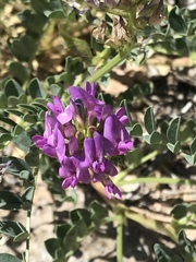 Astragalus lentiginosus diphysus