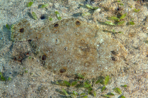 Spotfin flounder (Cyclopsetta fimbriata) — Paralichthyidae