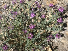 Astragalus lentiginosus diphysus