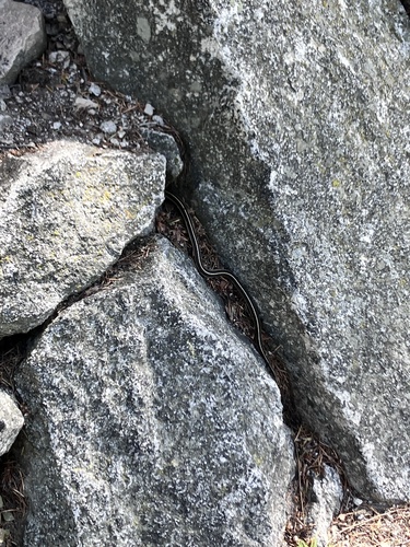 iNaturalist observation photo of Garter Snakes