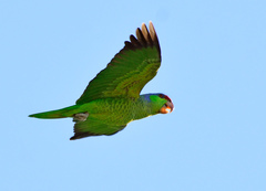 Lilac-Crowned Amazon photo 5