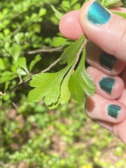 Crataegus spathulata