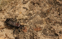 Ectrichodiinae