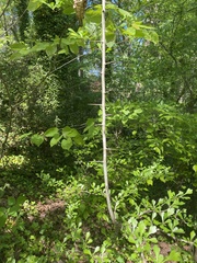 Crataegus spathulata