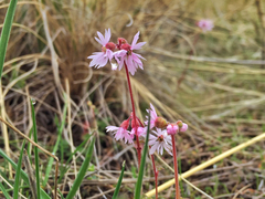Lithophragma parviflorum parviflorum