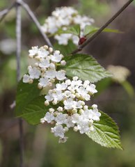 Viburnum erosum