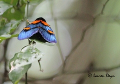 Egybolis vaillantina