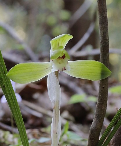 Cymbidium goeringii iNat (3)