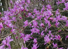 Rhododendron reticulatum