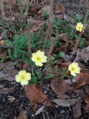 Oenothera laciniata