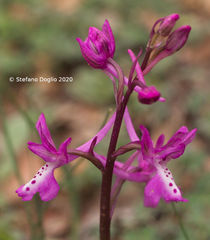Orchis anatolica