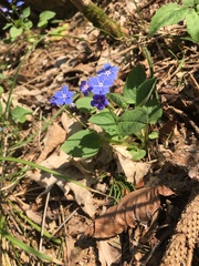 Omphalodes verna
