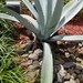 Agave parvidentata - Photo (c) elmelend, some rights reserved (CC BY-NC)