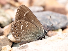 Neolycaena