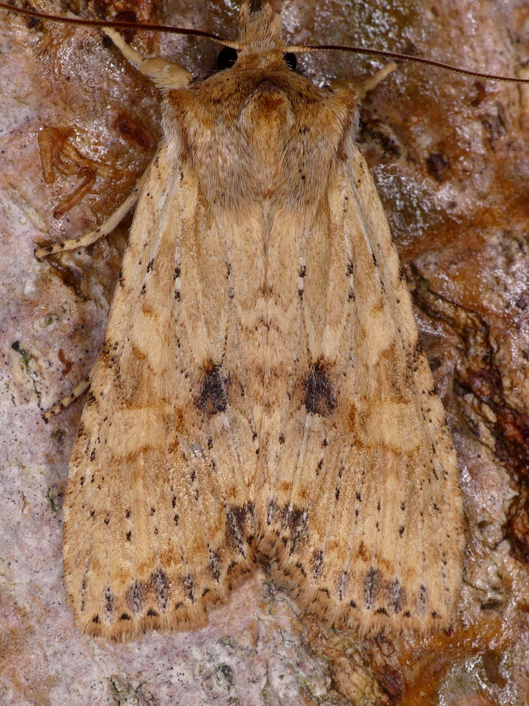 Nameless Pinion from Cormierville, Kent County, NB, Canada on April 09